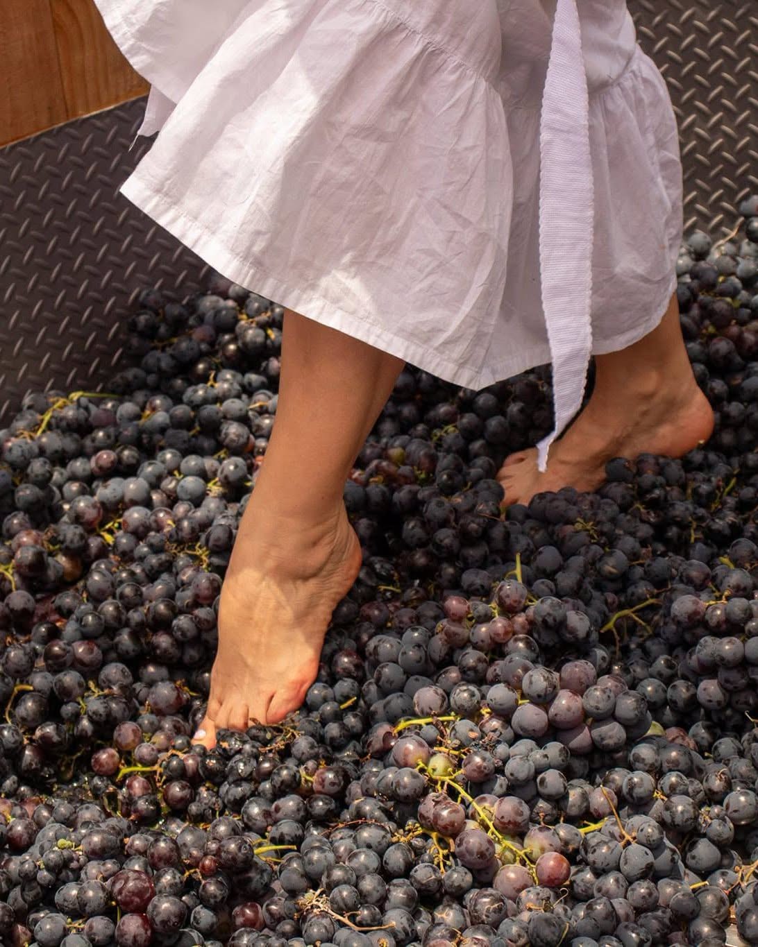 Pisado tradicional de la uva durante el Festival CAVA